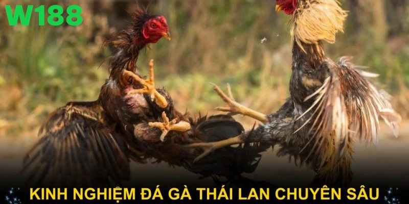 Các kiểu cược đá gà Thái Lan giúp người chơi tối ưu cơ hội thắng.