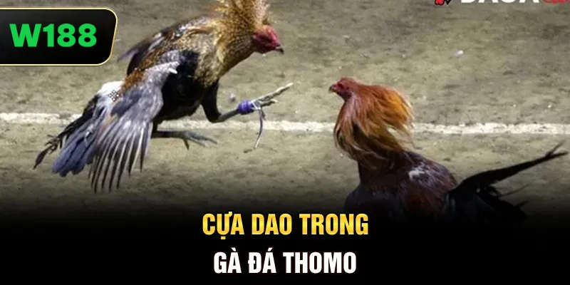 Đá gà Thomo tuân thủ quy trình nghiêm ngặt, mang đến trận đấu công bằng và minh bạch.
