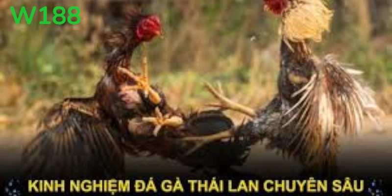 Trải nghiệm đá gà Thái Lan với các chiến kê mạnh mẽ và trận đấu đầy kịch tính.